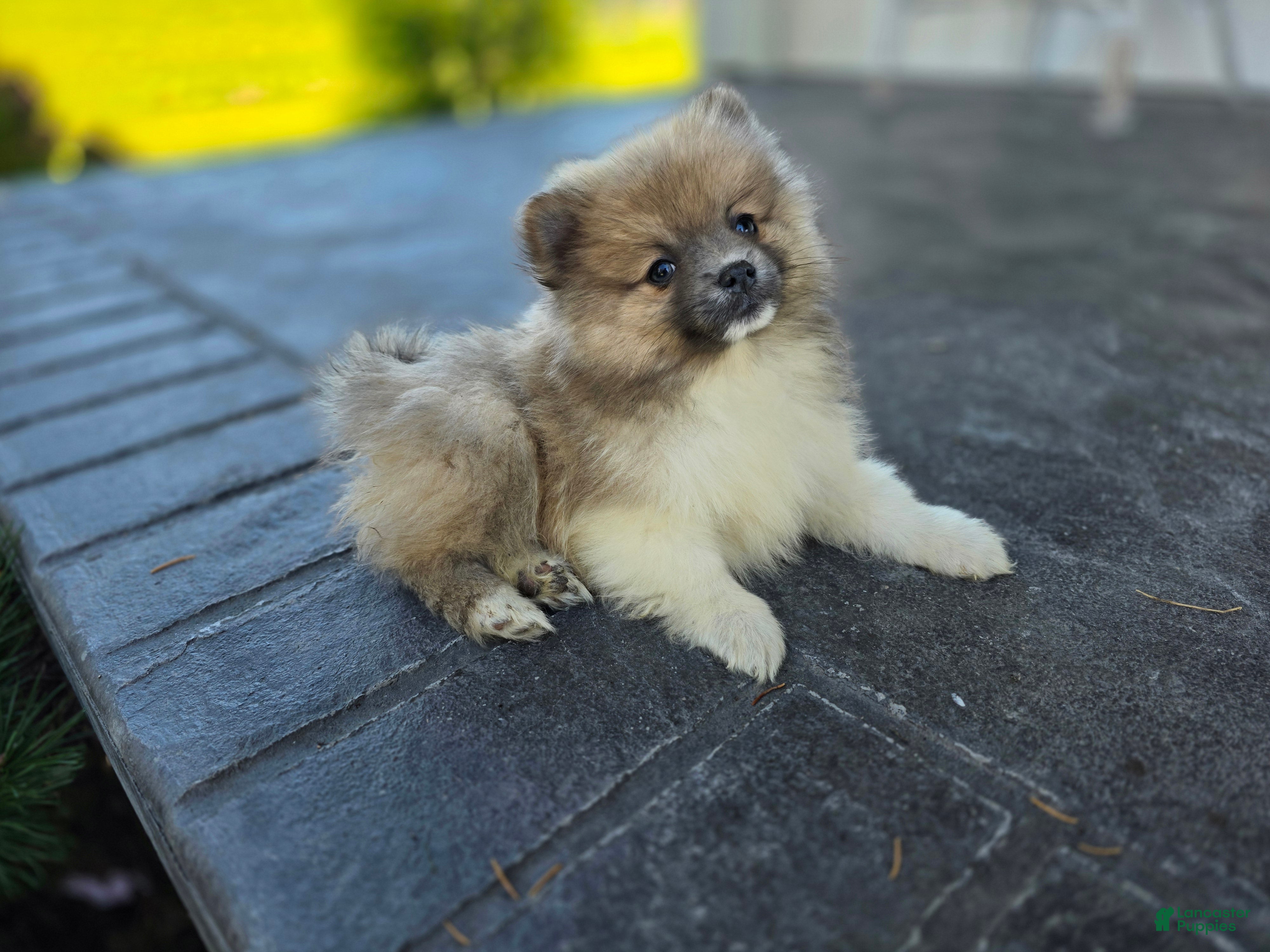 Pomeranian dogs for sale: Starlit- Tri Color - Ad 1