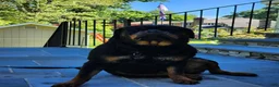 Rottweiler dogs for sale: Rottweiler 1 - Ad 14