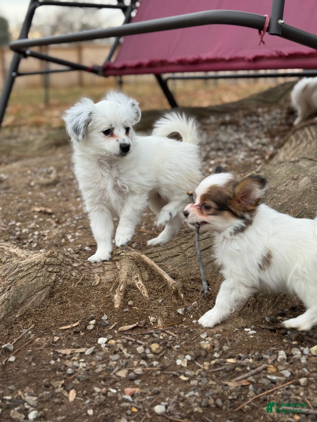 Mixed Breed dogs for sale: Gracie - Ad 5