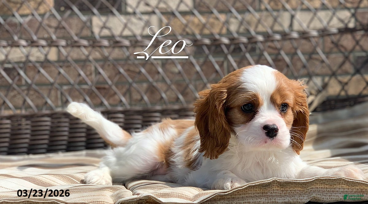 Cavalier King Charles Spaniel dogs Leo - Ad 1