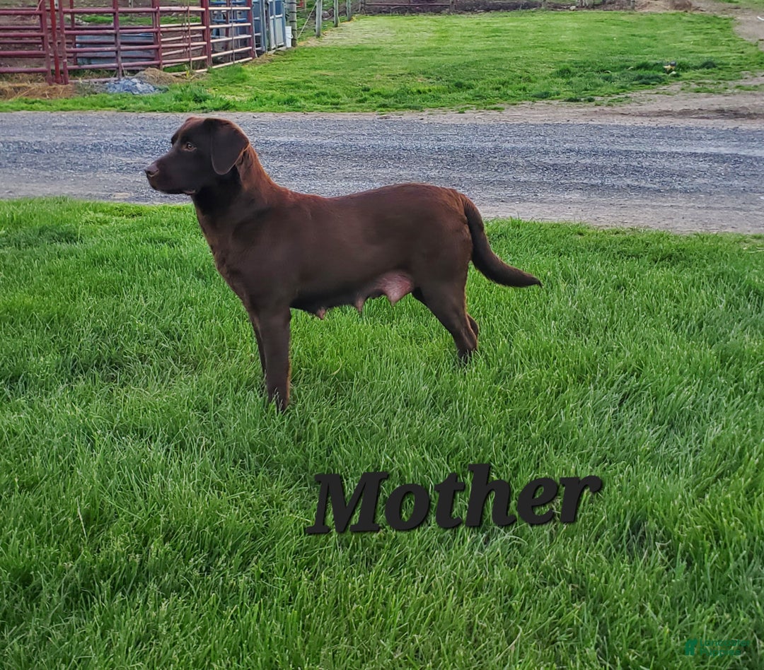 Labrador Retriever dogs for sale: Shadow - Ad 6