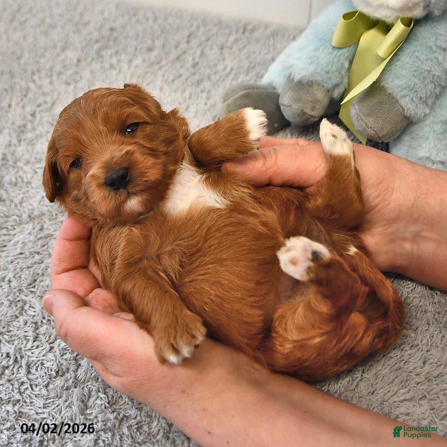 Mini Goldendoodle dogs River - Ad 2