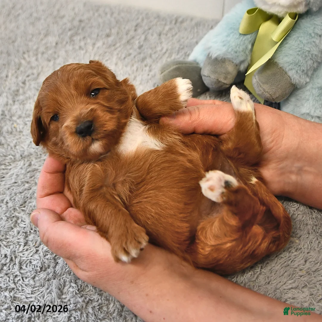 Mini Goldendoodle dogs for sale: River - Ad 2