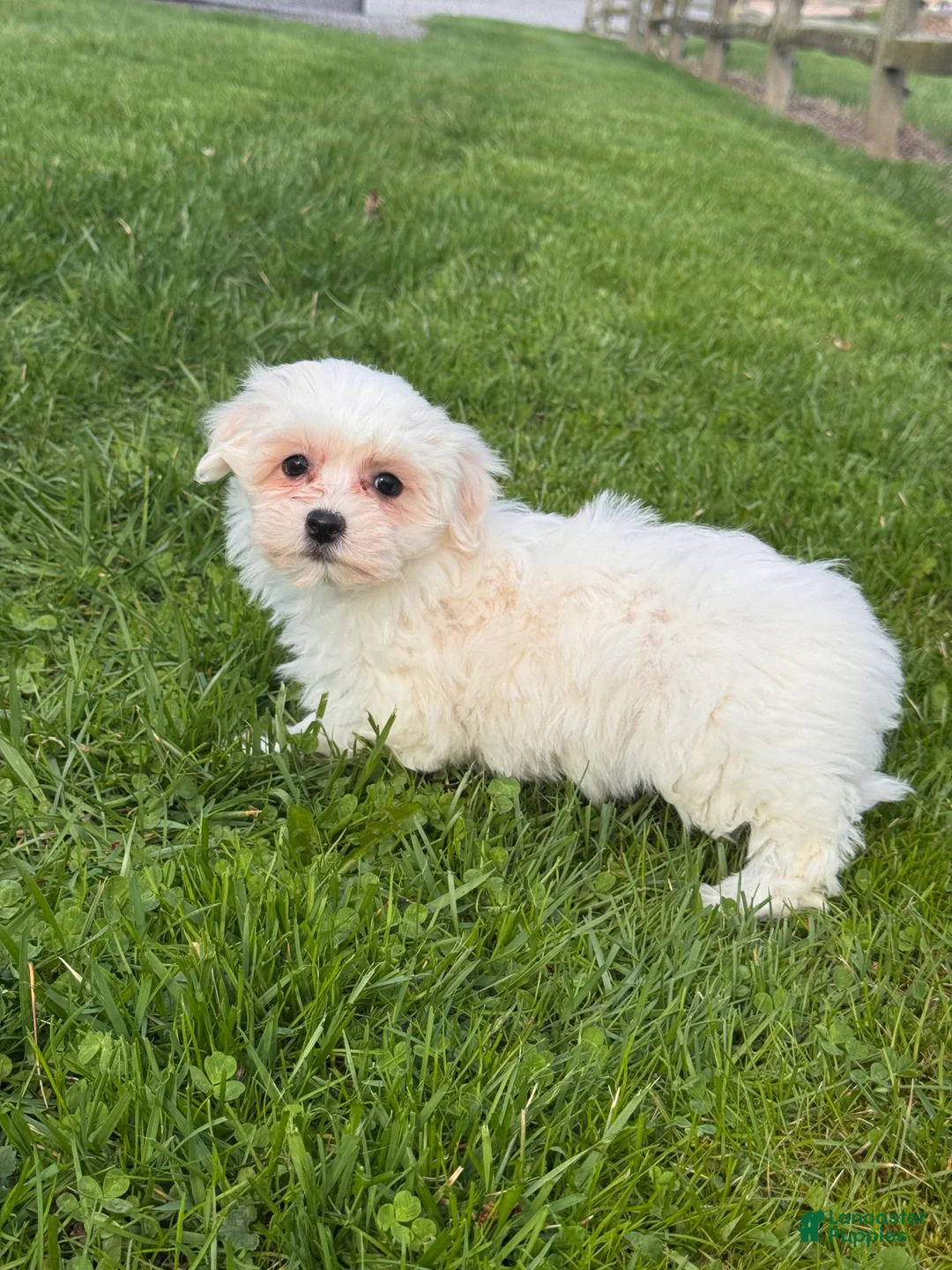 Mixed Breed dogs for sale: Heidi - Ad 5