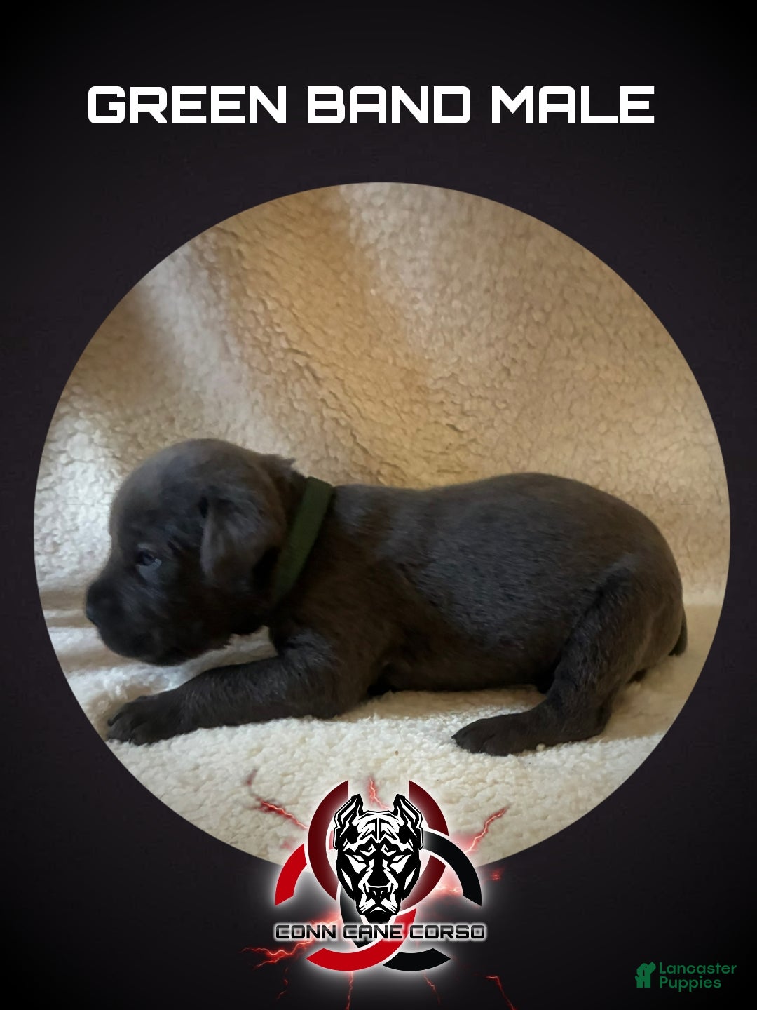 Cane Corso dogs Cane Corso Puppy 4 - Ad 21