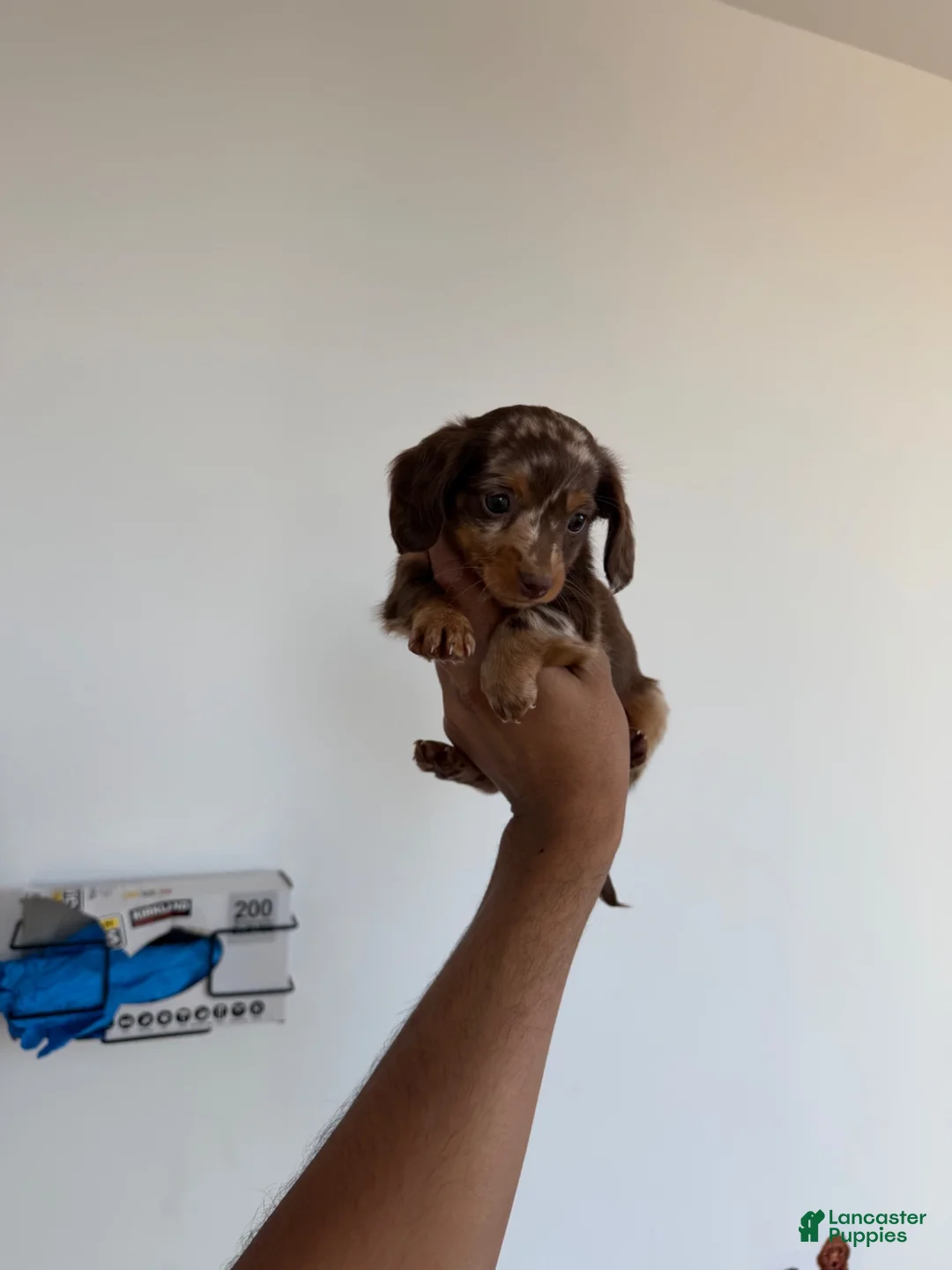 Miniature Dachshund dogs for sale: Velma  - Ad 6