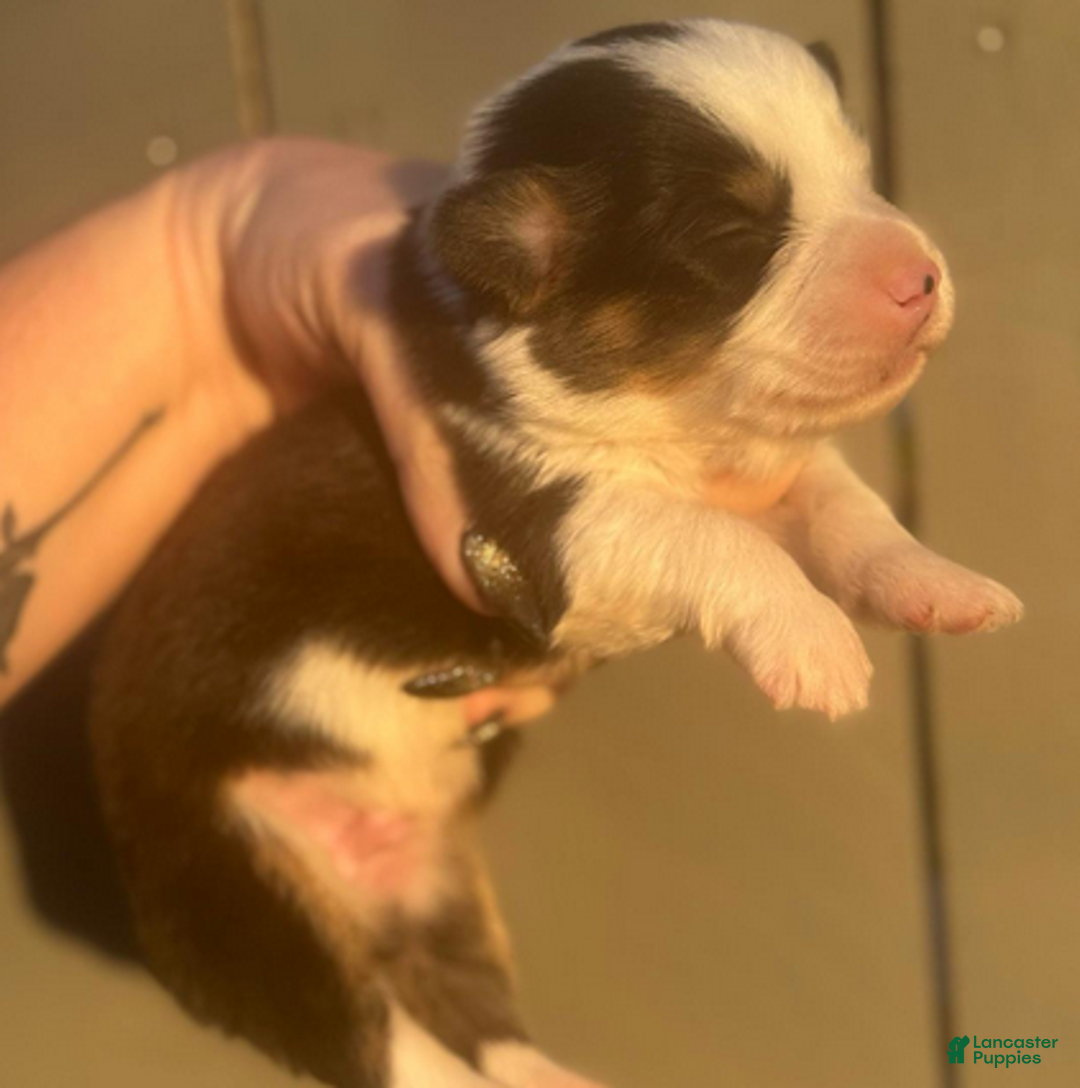 Welsh Corgi Pembroke dogs for sale: Duke (fluffy) - Ad 2