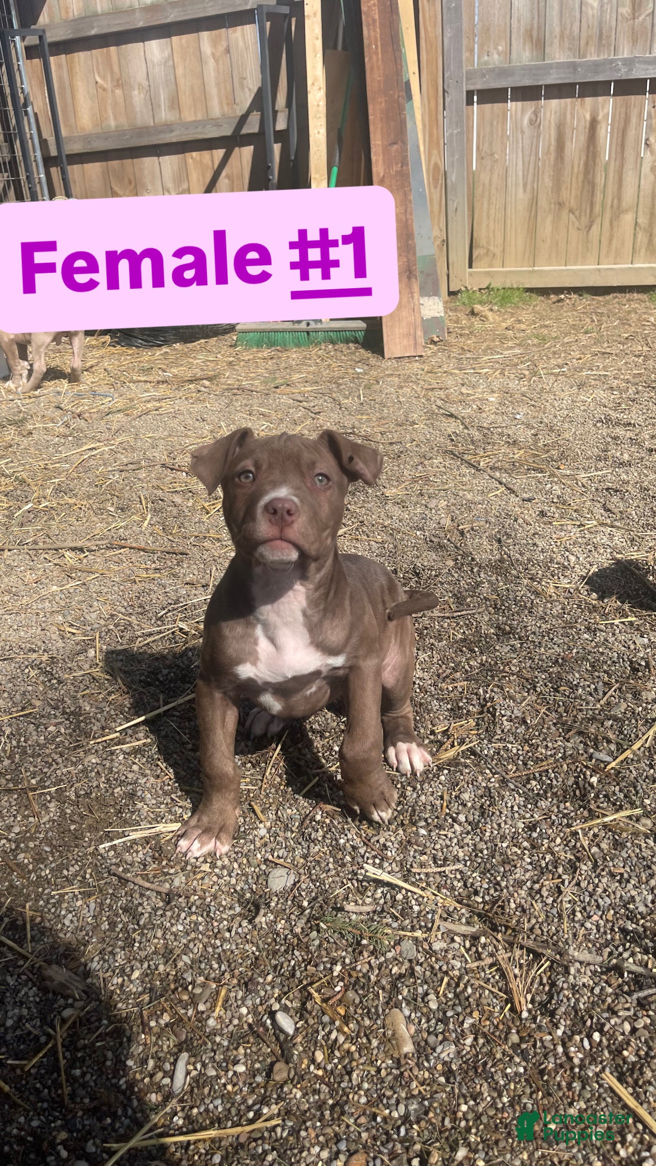 American Bully dogs American Bully Puppy 1 - Ad 1
