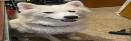 Samoyed dogs for sale: Samoyed 2 red - Ad 3