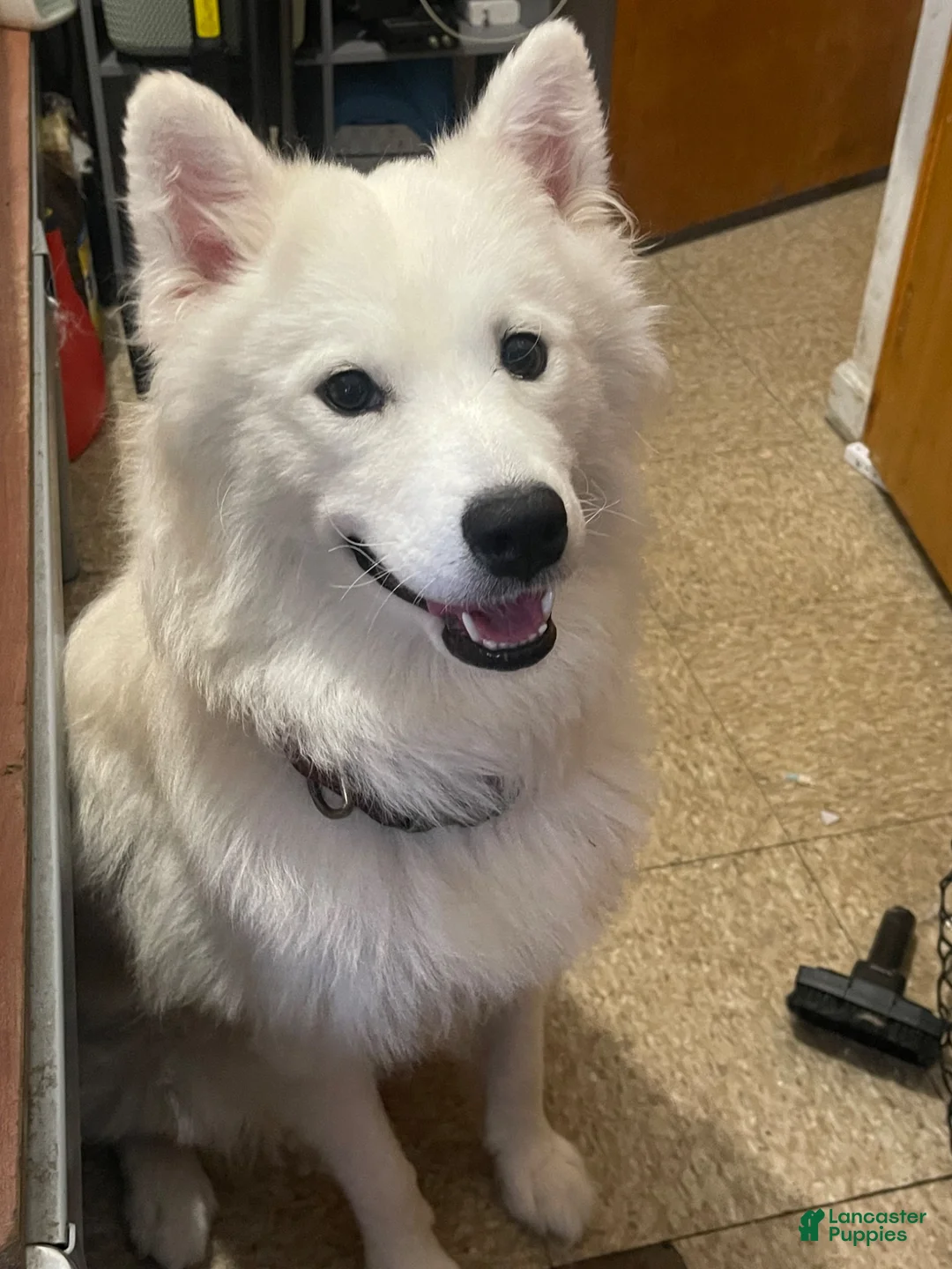 Samoyed dogs for sale: Samoyed 2 red - Ad 3