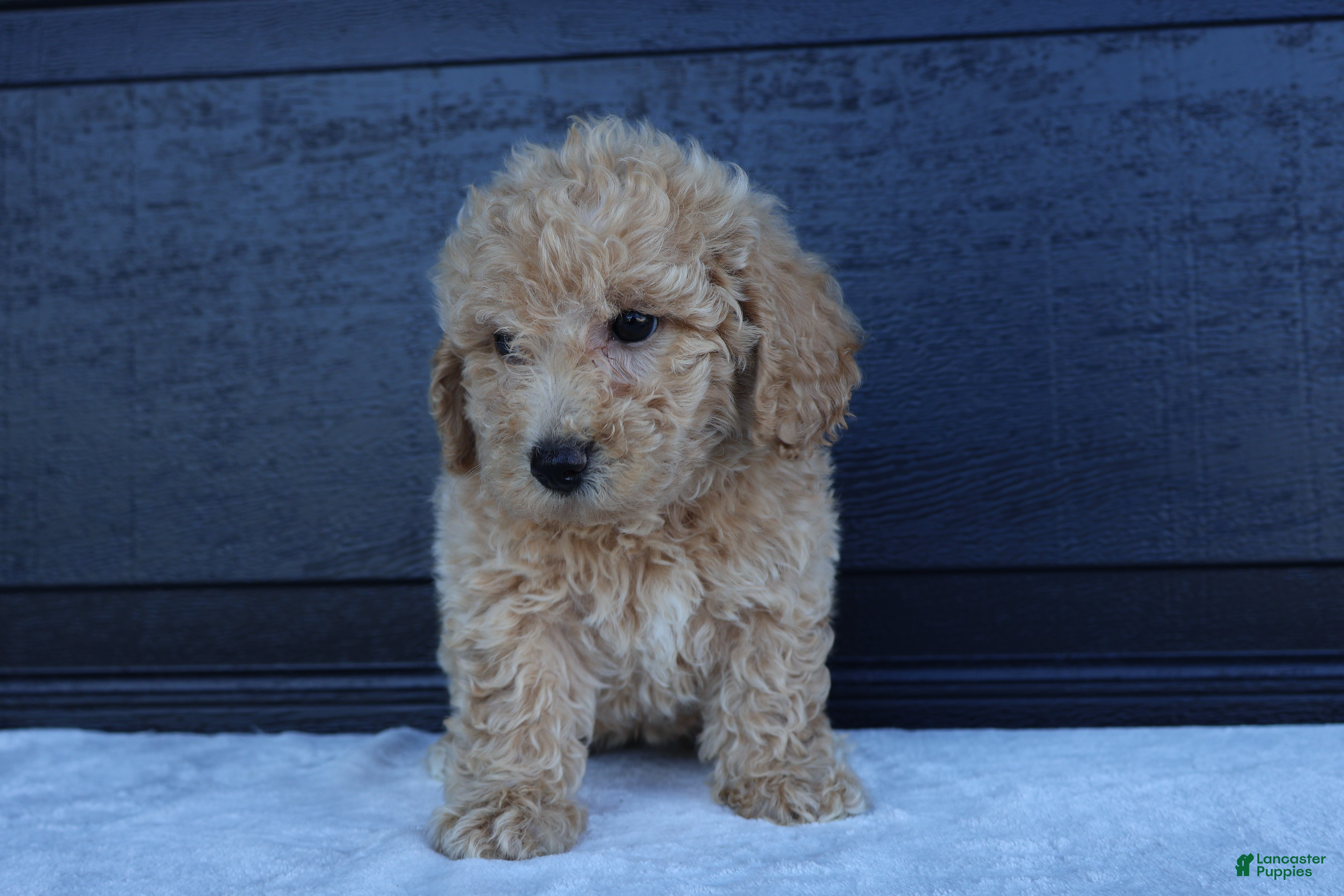 Bichpoo dogs Sparkle - Ad 2