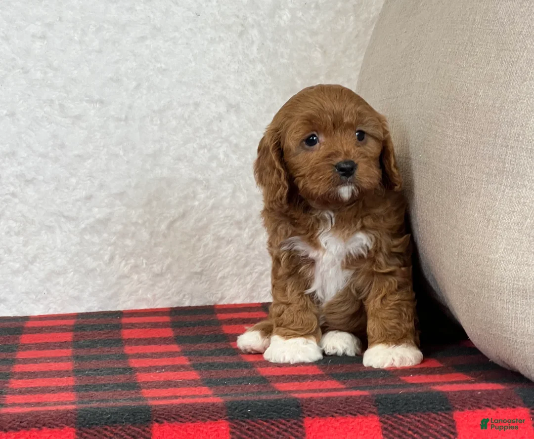 Cavapoo dogs for sale: Cupid - Ad 4