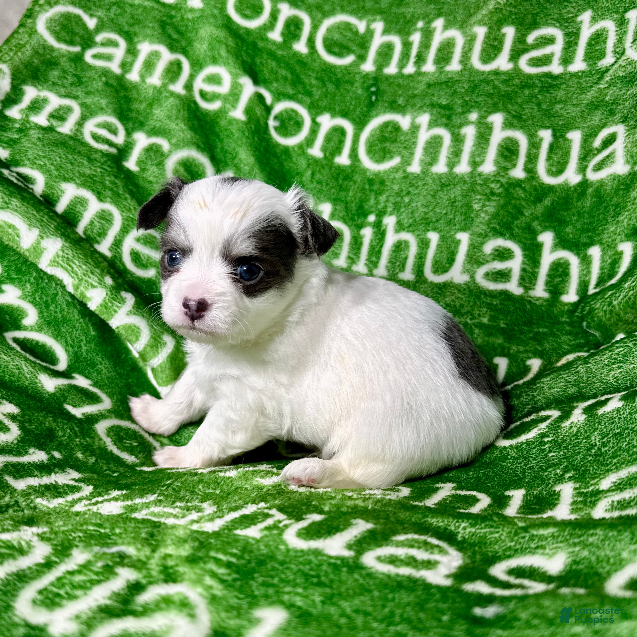 Chihuahua dogs Gabriel Blue Spotted - Ad 9