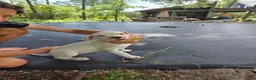 Dogo Argentino dogs for sale: Dogo Argentino Puppy 1 - Ad 24