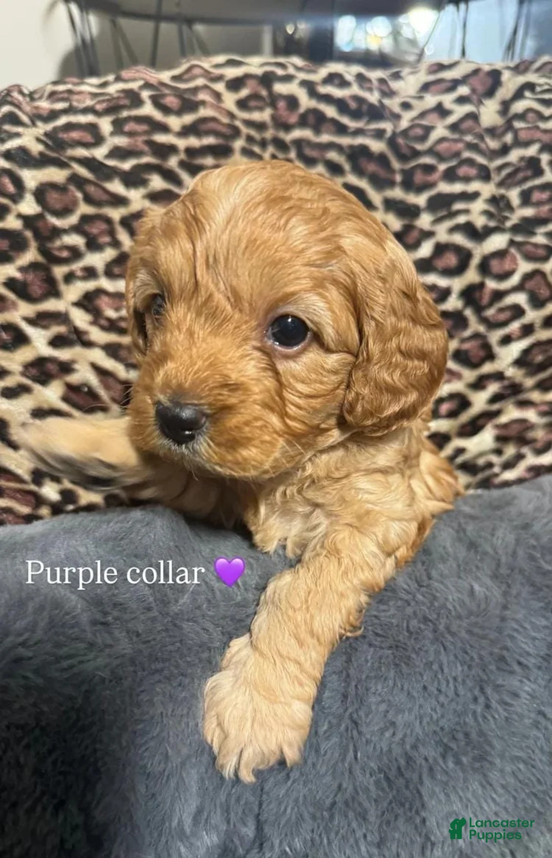 Cavapoo dogs for sale: Hanna - Ad 1