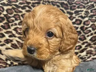 Cavapoo dogs Hanna - Ad 11