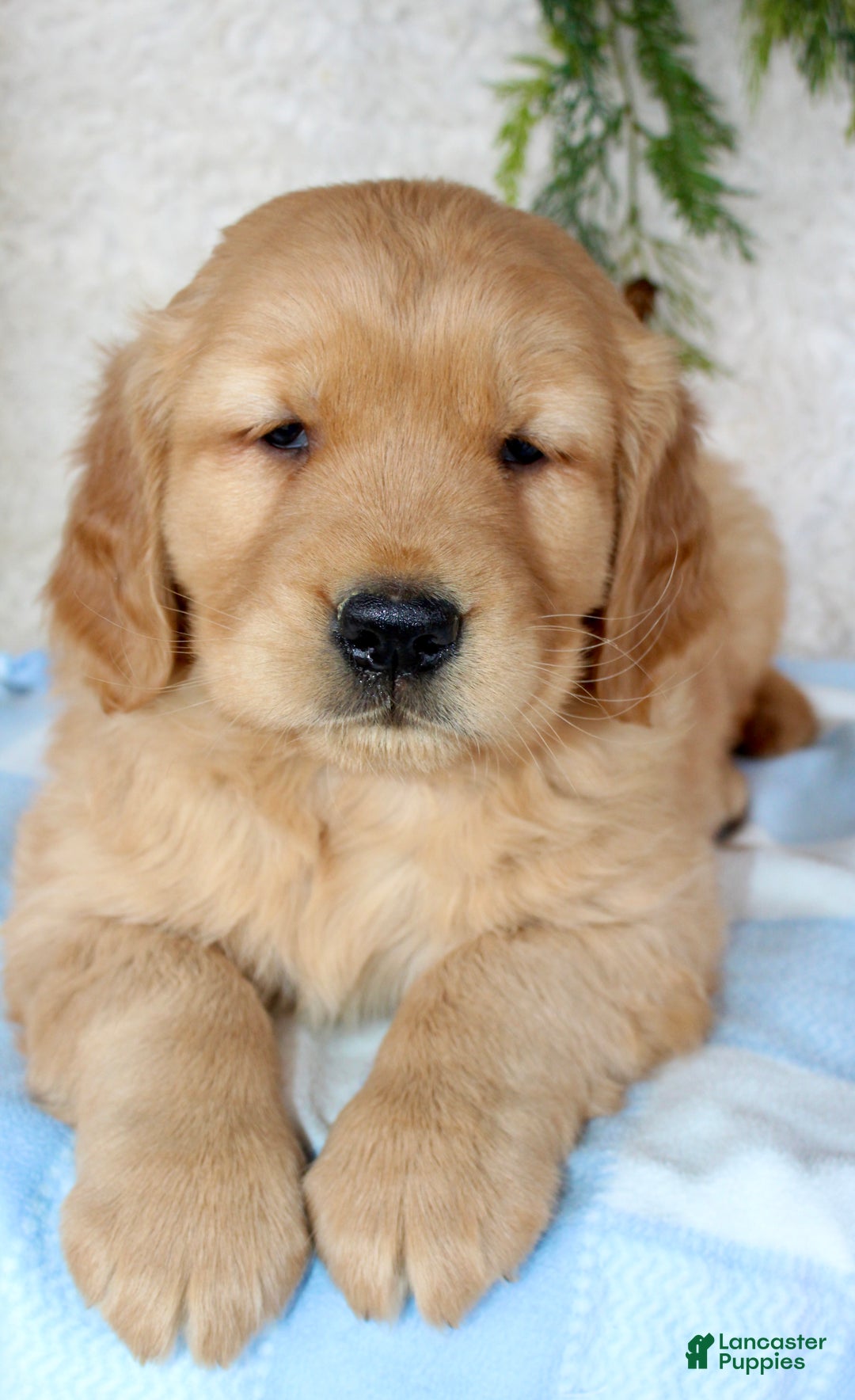 Golden Retriever dogs for sale: Chubbs - Ad 7