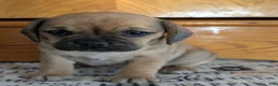 Puggle dogs for sale: Kandi  - Ad 14