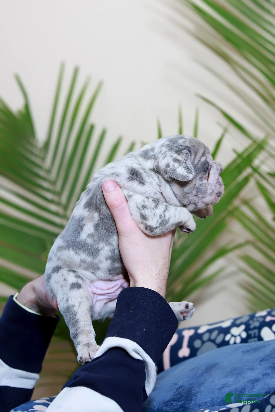 French Bulldog dogs for sale: Rio - Ad 4