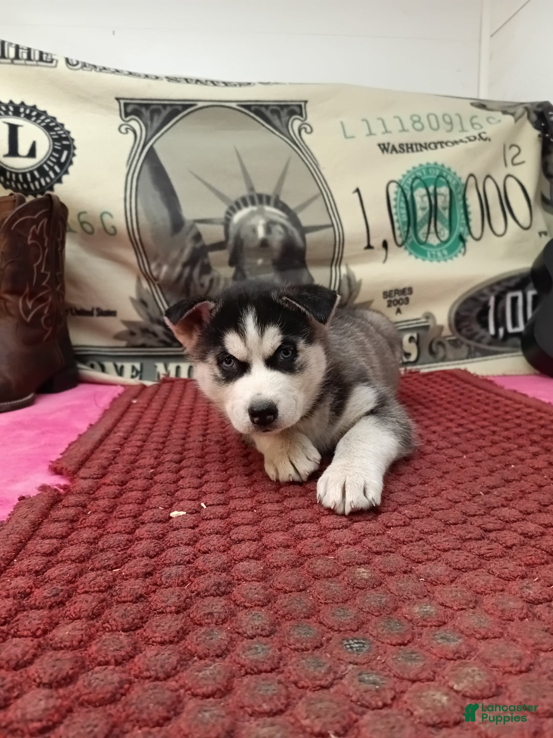 Siberian Husky dogs for sale: Aiden - Ad 5