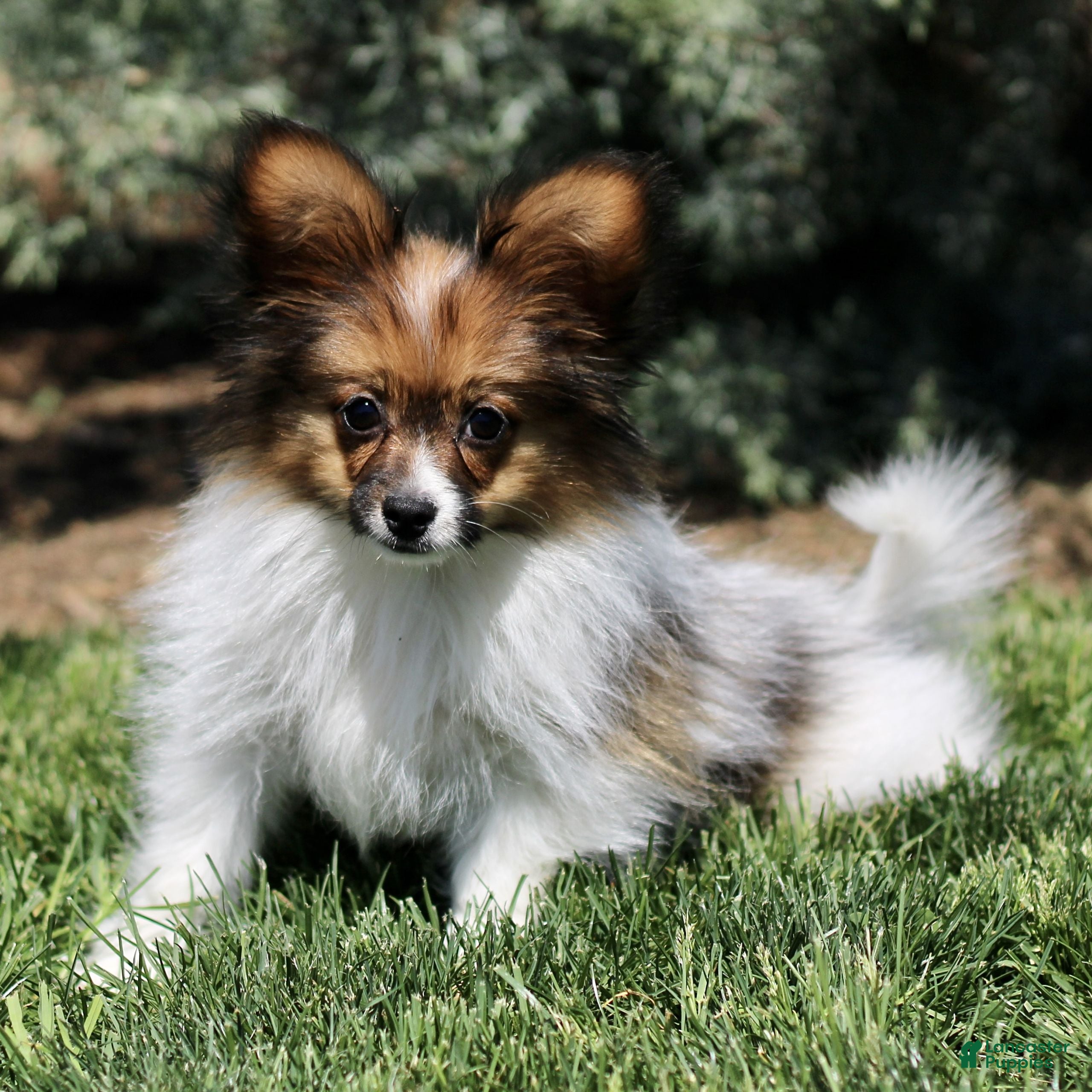 Papillon dogs Chase - Ad 1