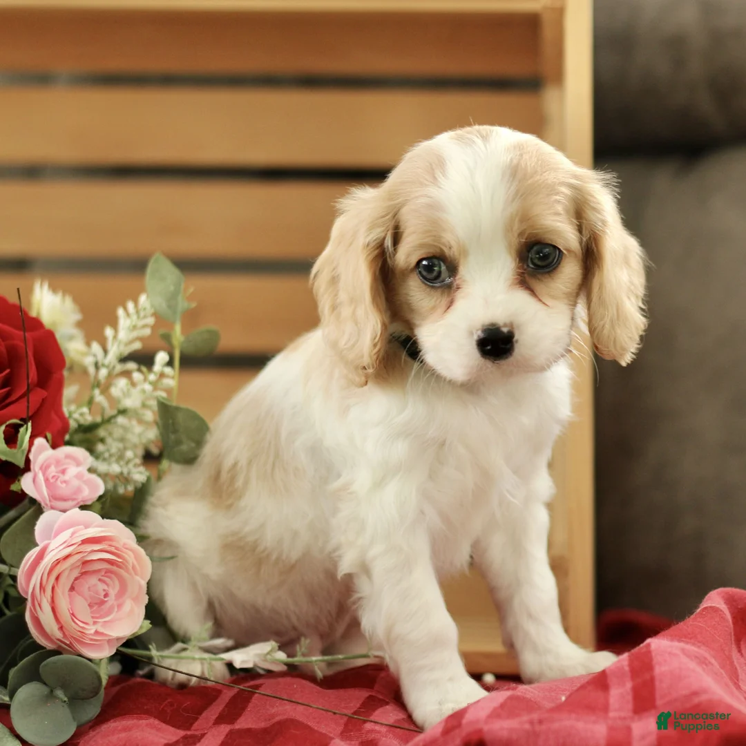 Cavachon dogs for sale: Archie  - Ad 2
