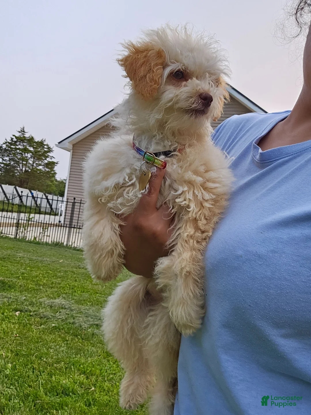 Toy Poodle dogs for sale: Georgie - Ad 7