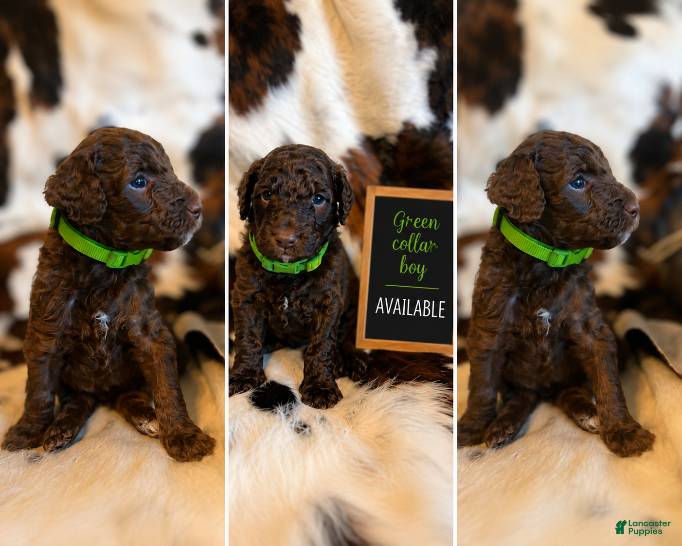 Labradoodle dogs Green Collar Boy - Ad 34