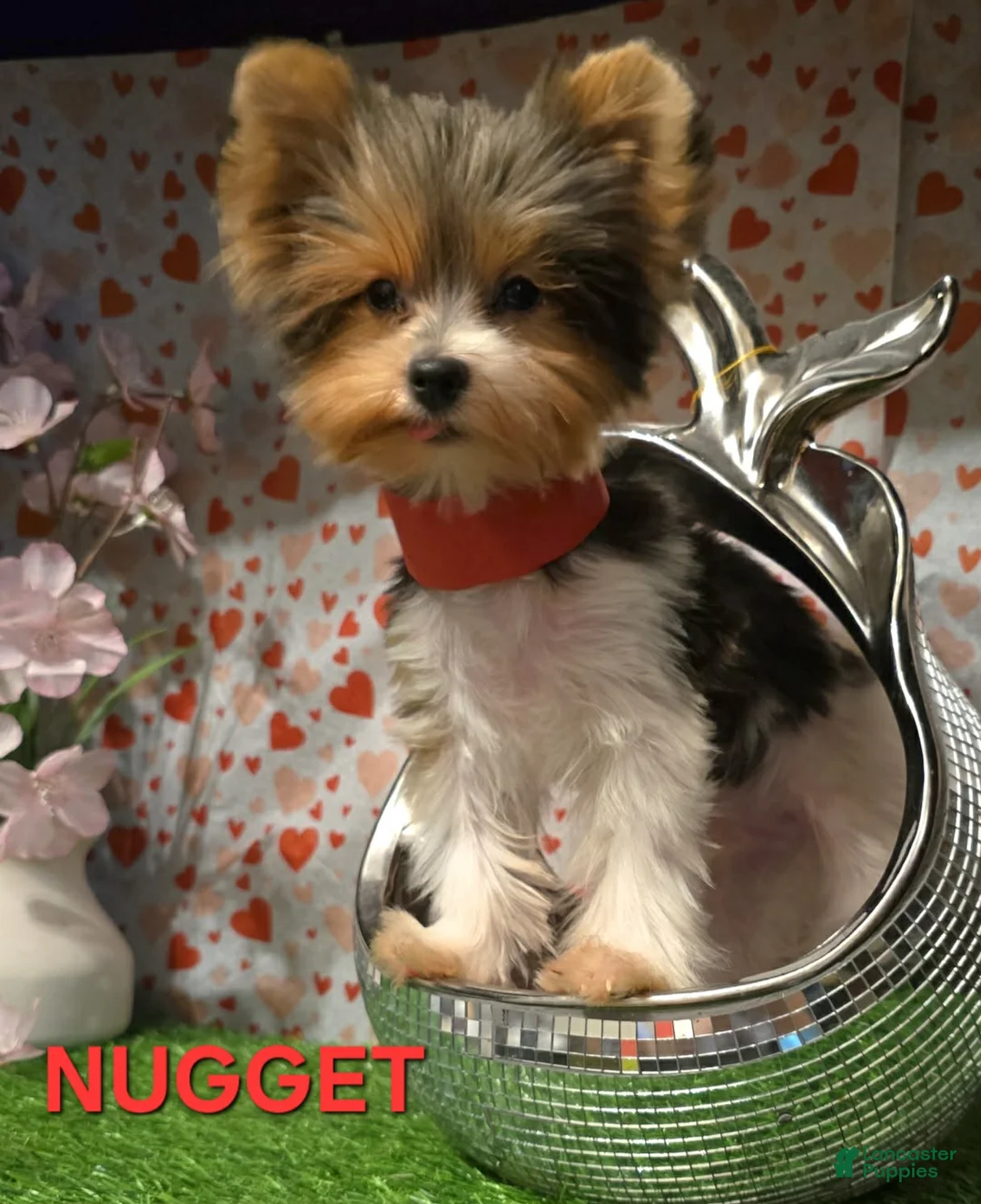 Biewer Terrier dogs for sale: Biewer Terrier Puppy 1 - Ad 1