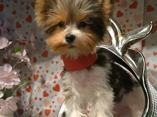 Biewer Terrier dogs Biewer Terrier Puppy 1 - Ad 14