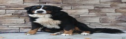 Bernese Mountain Dog dogs for sale: Jodie  - Ad 7