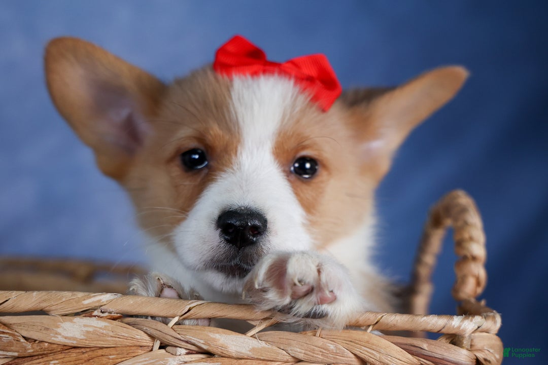 Welsh Corgi Pembroke dogs for sale: Mack - Ad 22