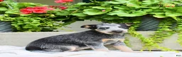 Australian Cattle Dog dogs for sale: Captain - Ad 5