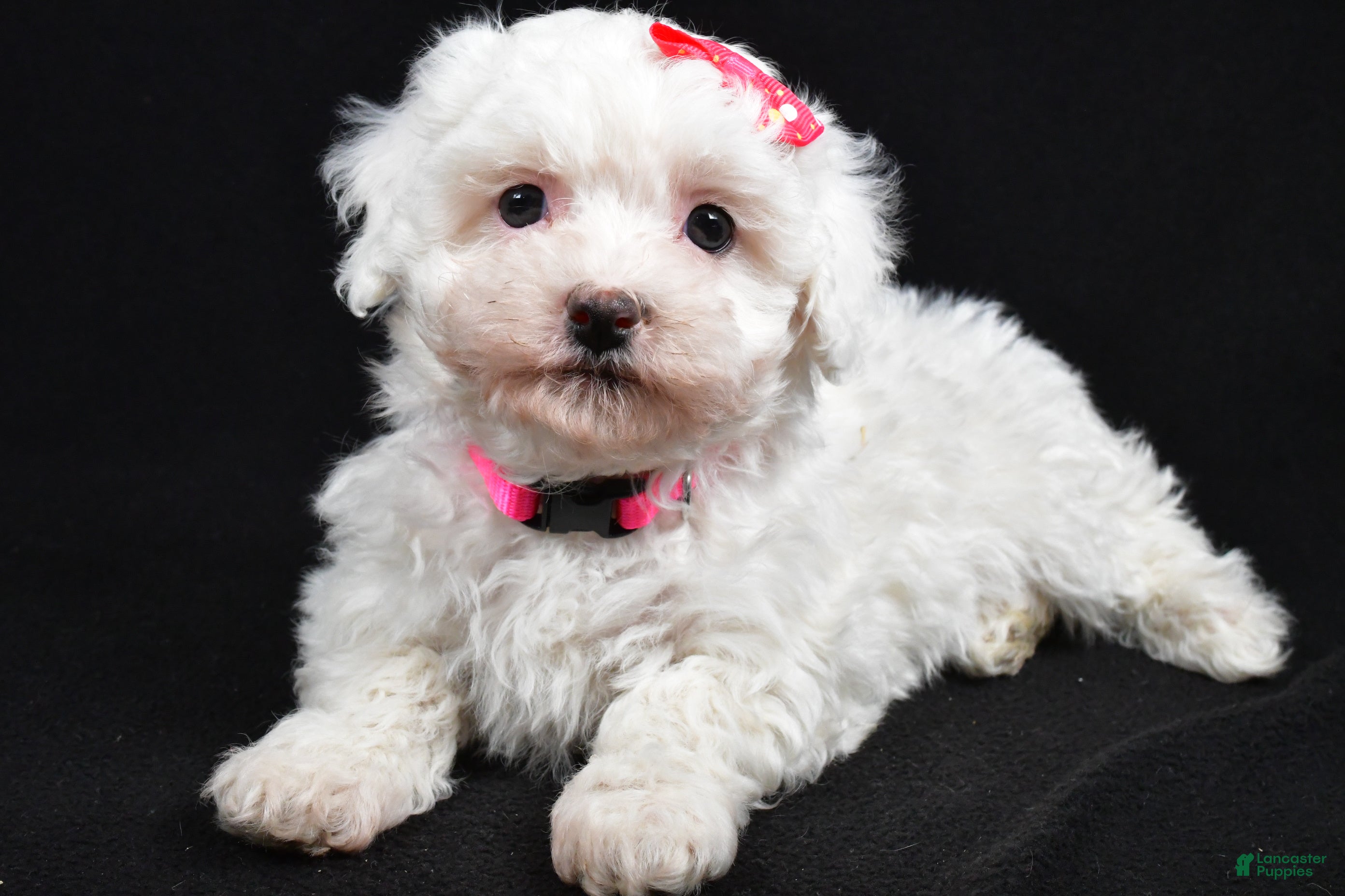 Maltipoo dogs Joy - Ad 3