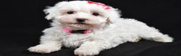 Maltipoo dogs for sale: Joy - Ad 1