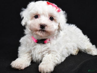 Maltipoo dogs Joy - Ad 13