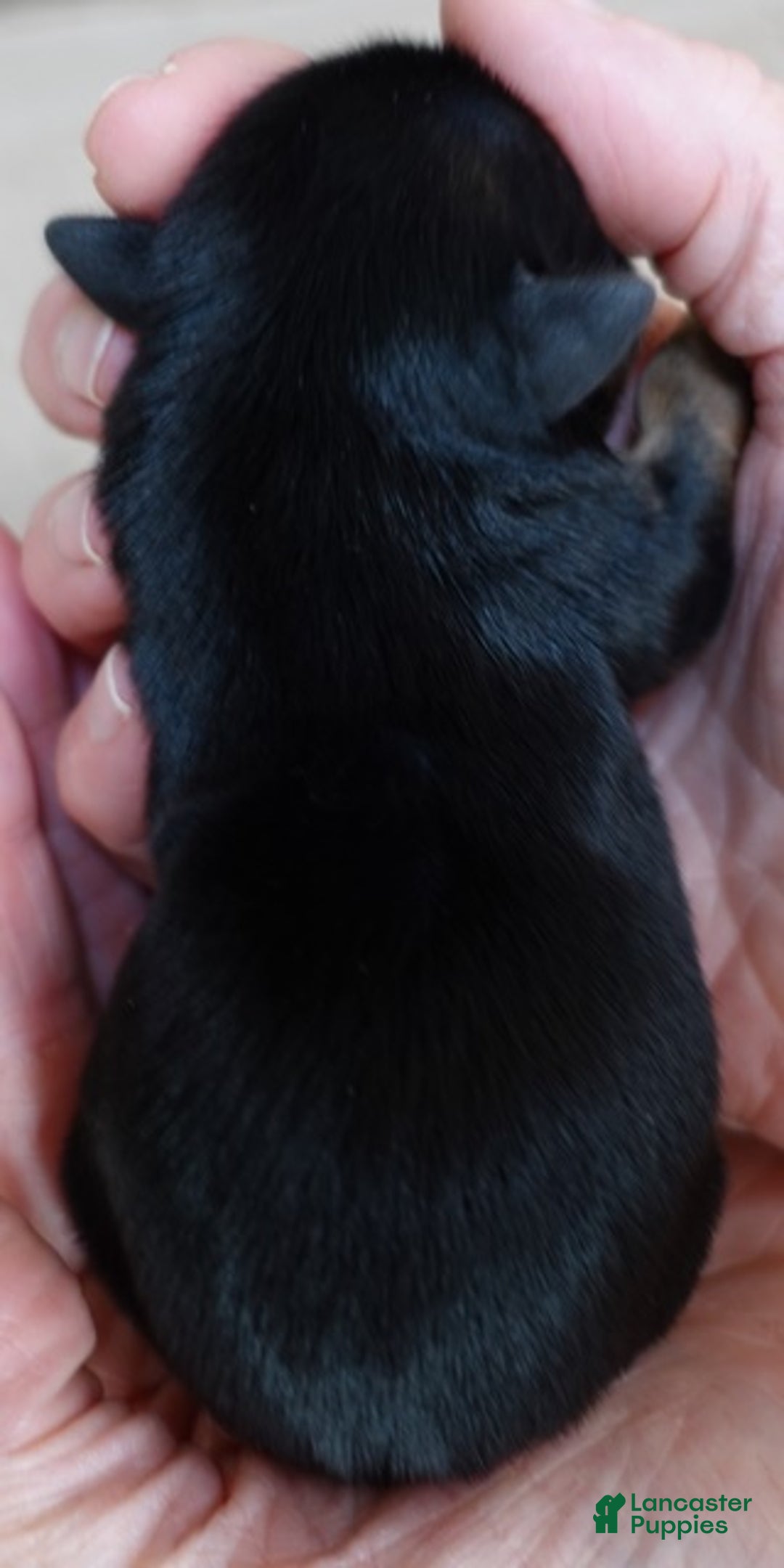 Yorkshire Terrier dogs for sale: Bali - Ad 12