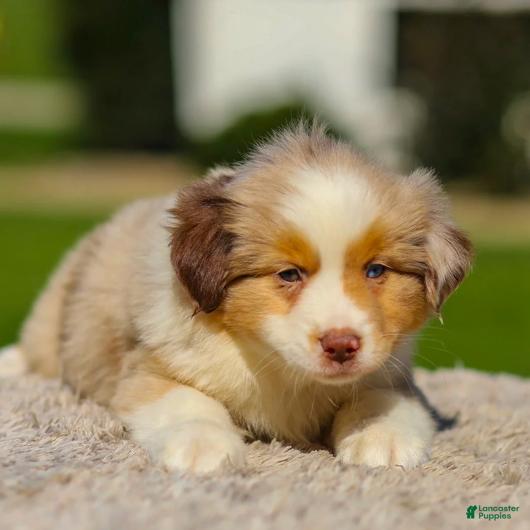 Miniature Australian Shepherd dogs for sale: Ivory - Ad 1