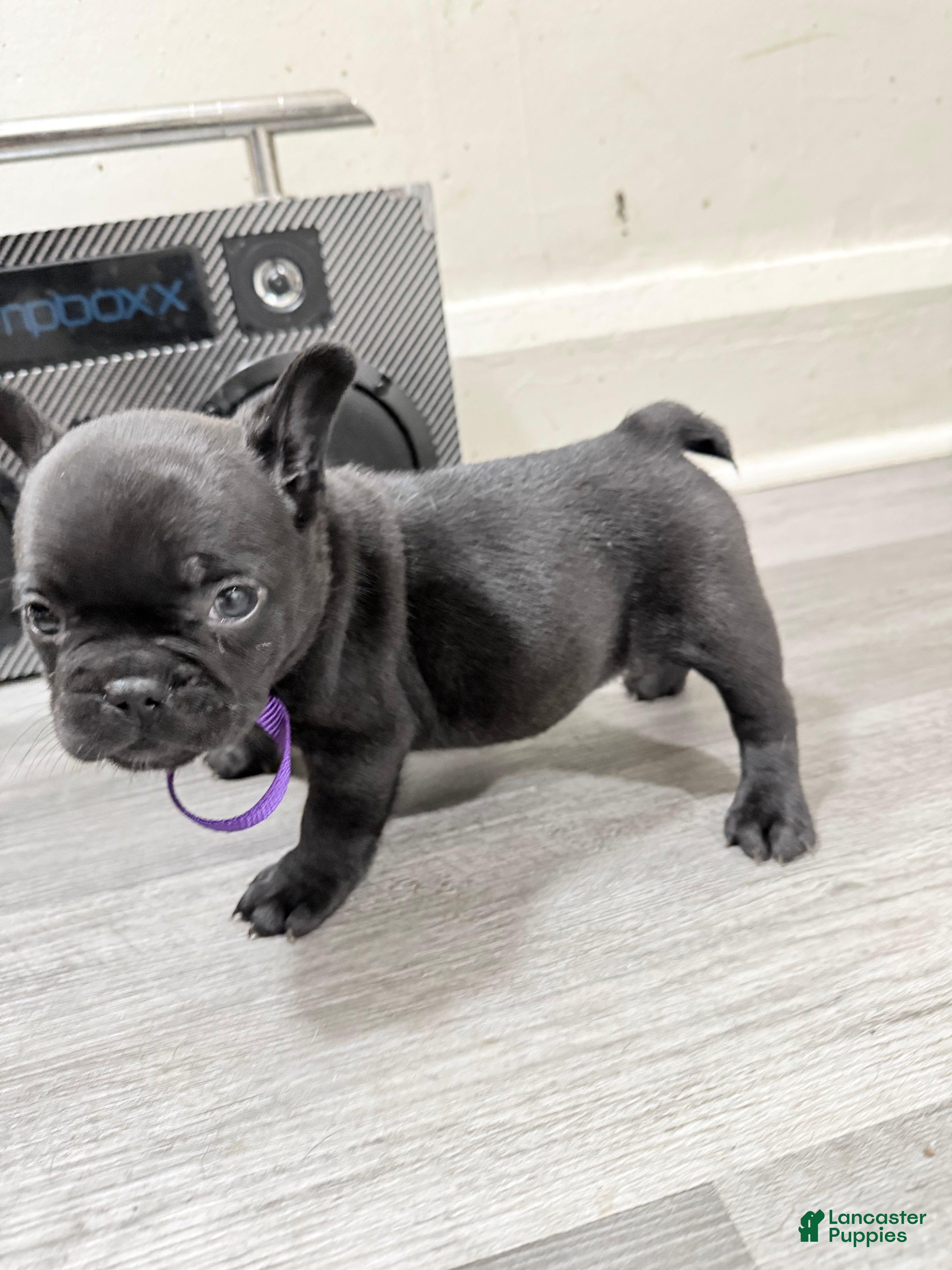 French Bulldog dogs French Bulldog 4 - Ad 2