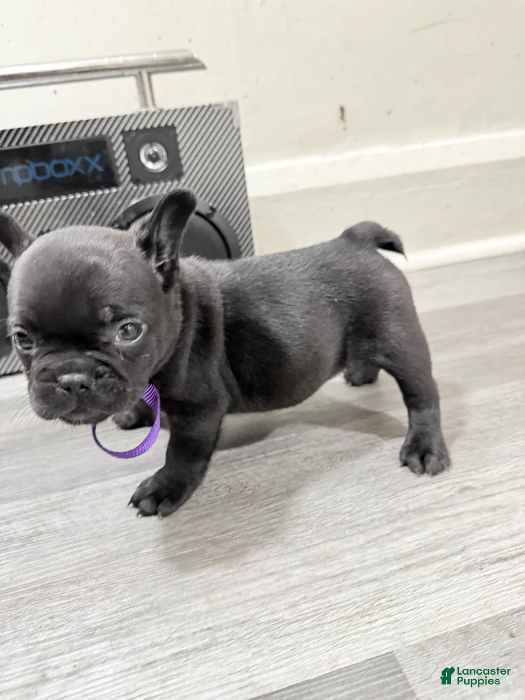 French Bulldog dogs for sale: French Bulldog 4 - Ad 2