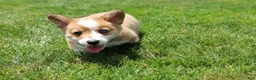 Welsh Corgi Pembroke dogs for sale: Ace - Ad 13