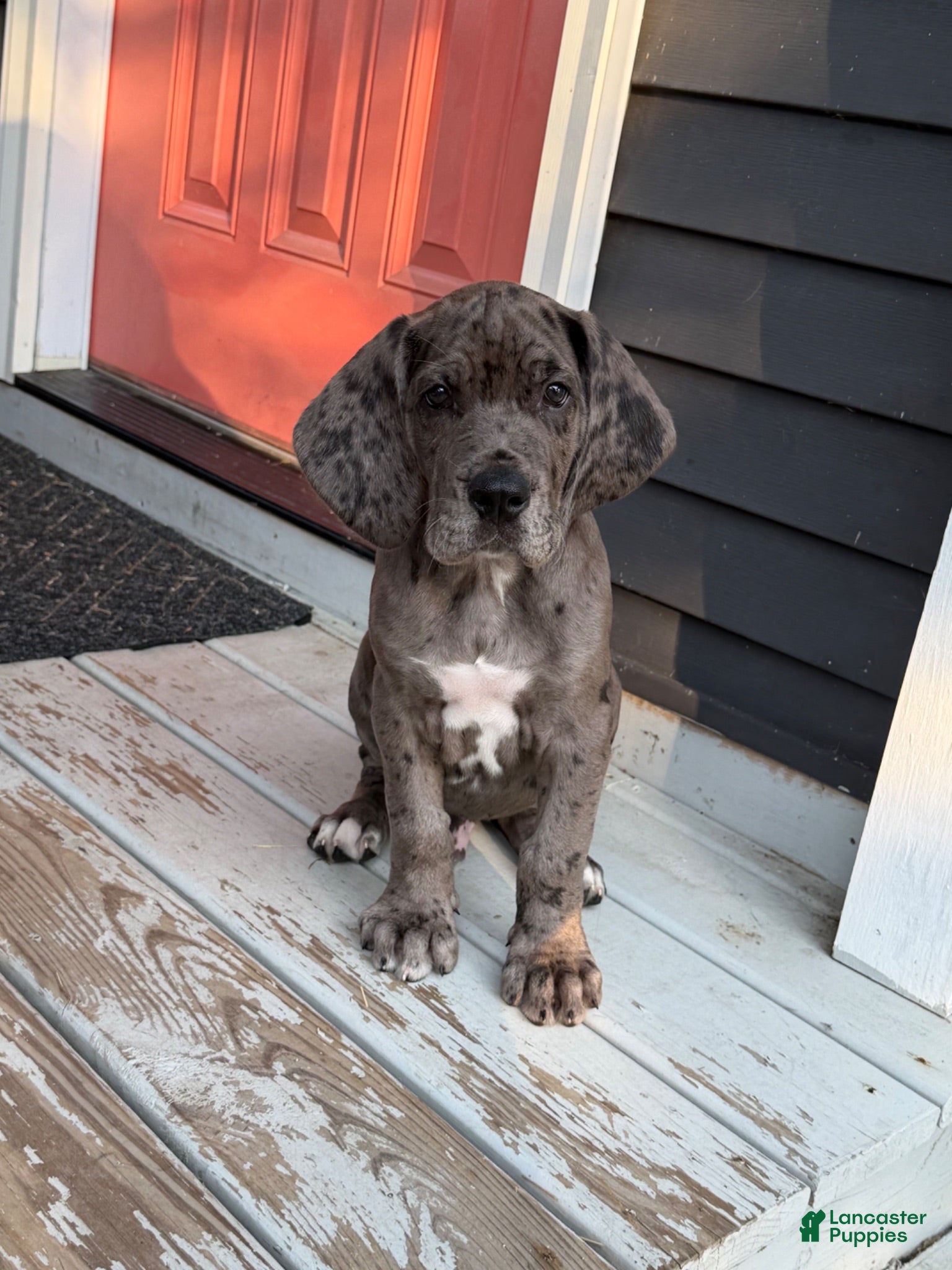 Great Dane dogs Great Dane 1 - Ad 42