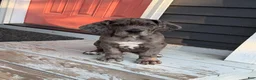 Great Dane dogs for sale: Great Dane 1 - Ad 1