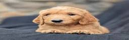 Goldendoodle dogs for sale: Rusty - Ad 7