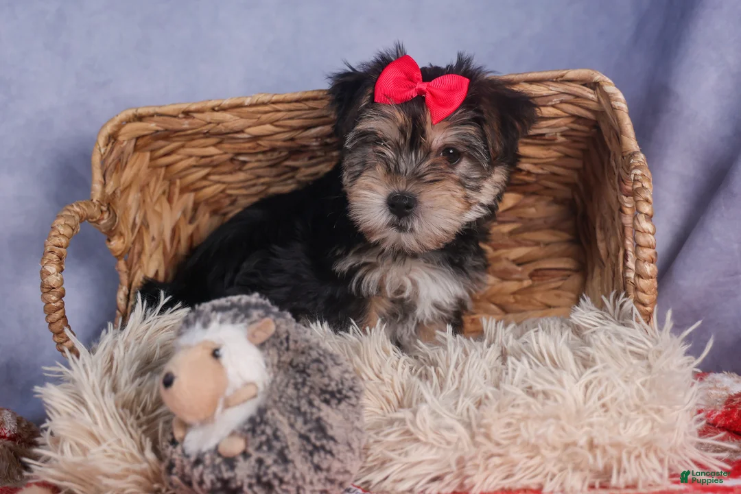 Morkie dogs for sale: Nova - Ad 12