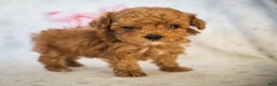Miniature Poodle dogs for sale: Tiny Tim - Ad 7
