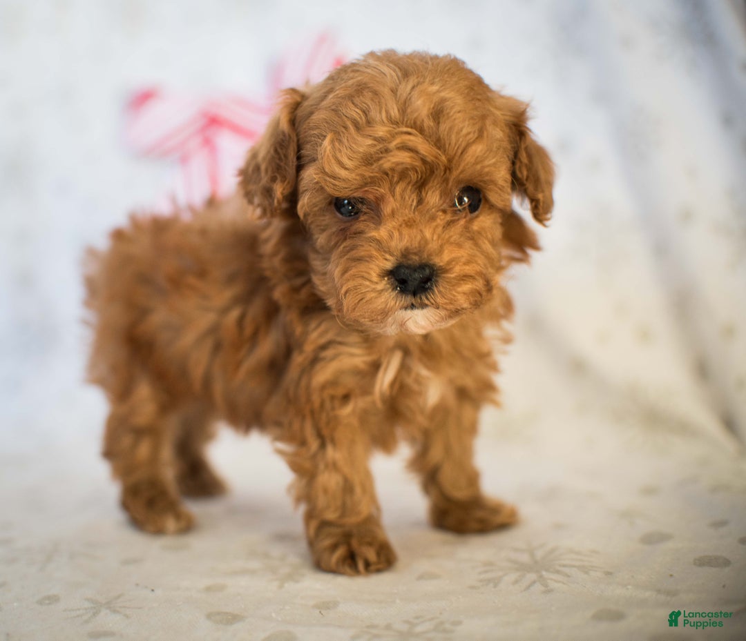 Miniature Poodle dogs for sale: Tiny Tim - Ad 7