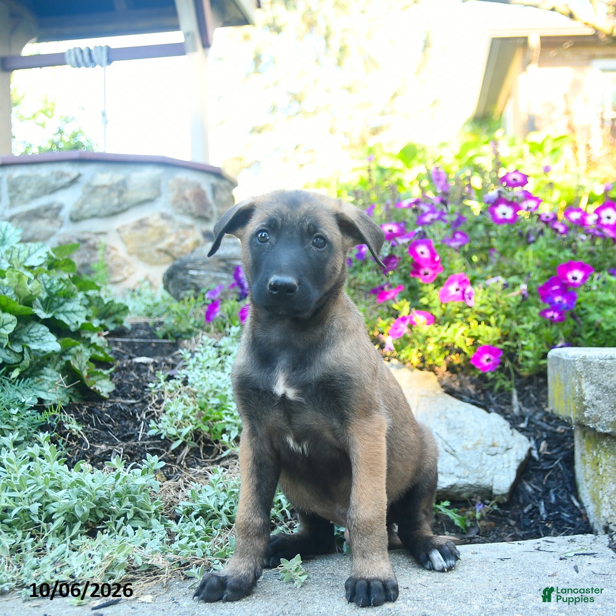 Belgian Malinois dogs August - Ad 2
