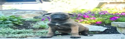 Belgian Malinois dogs for sale: August - Ad 2