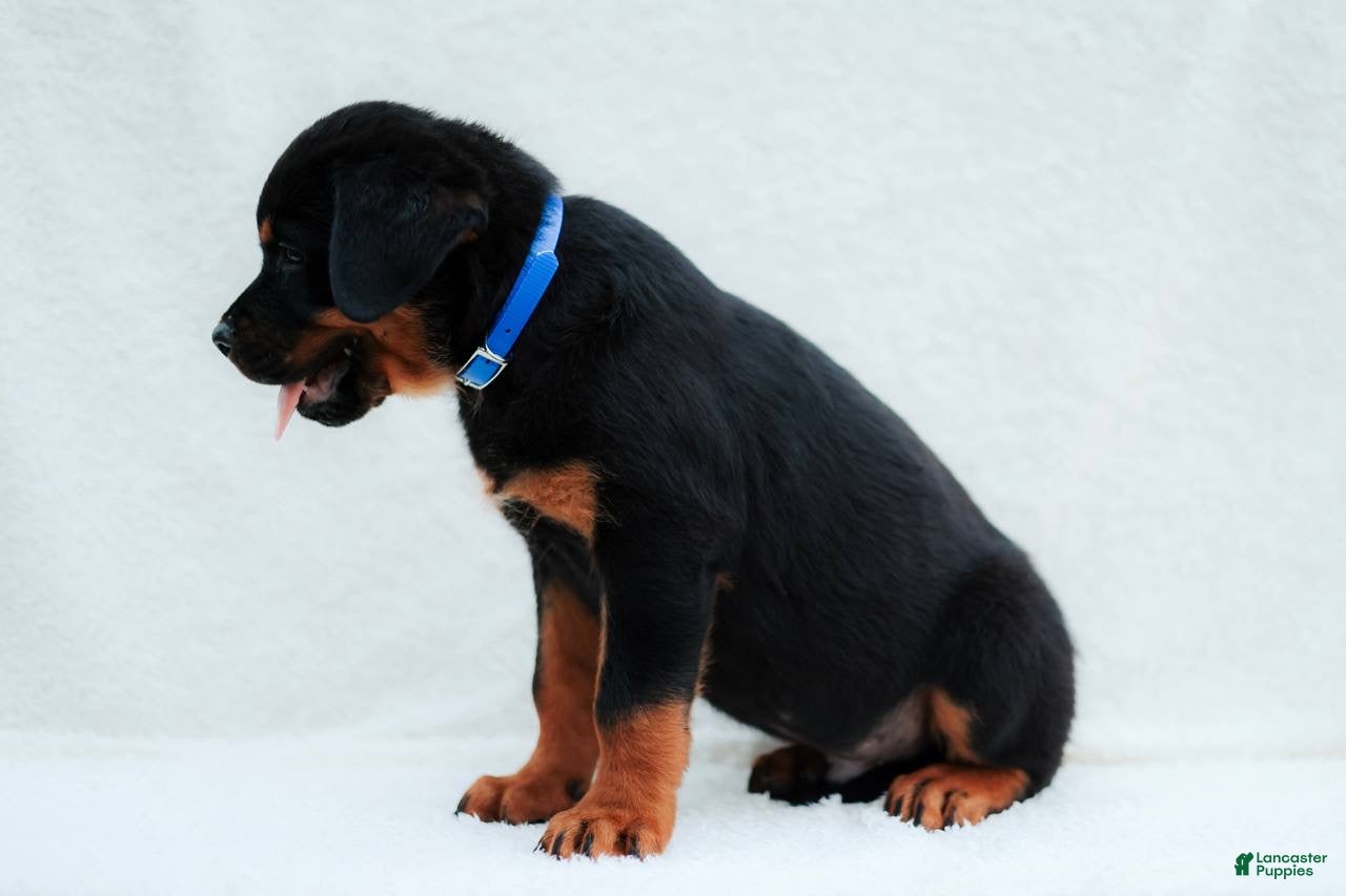 Rottweiler dogs Rottweiler 3 - Ad 2